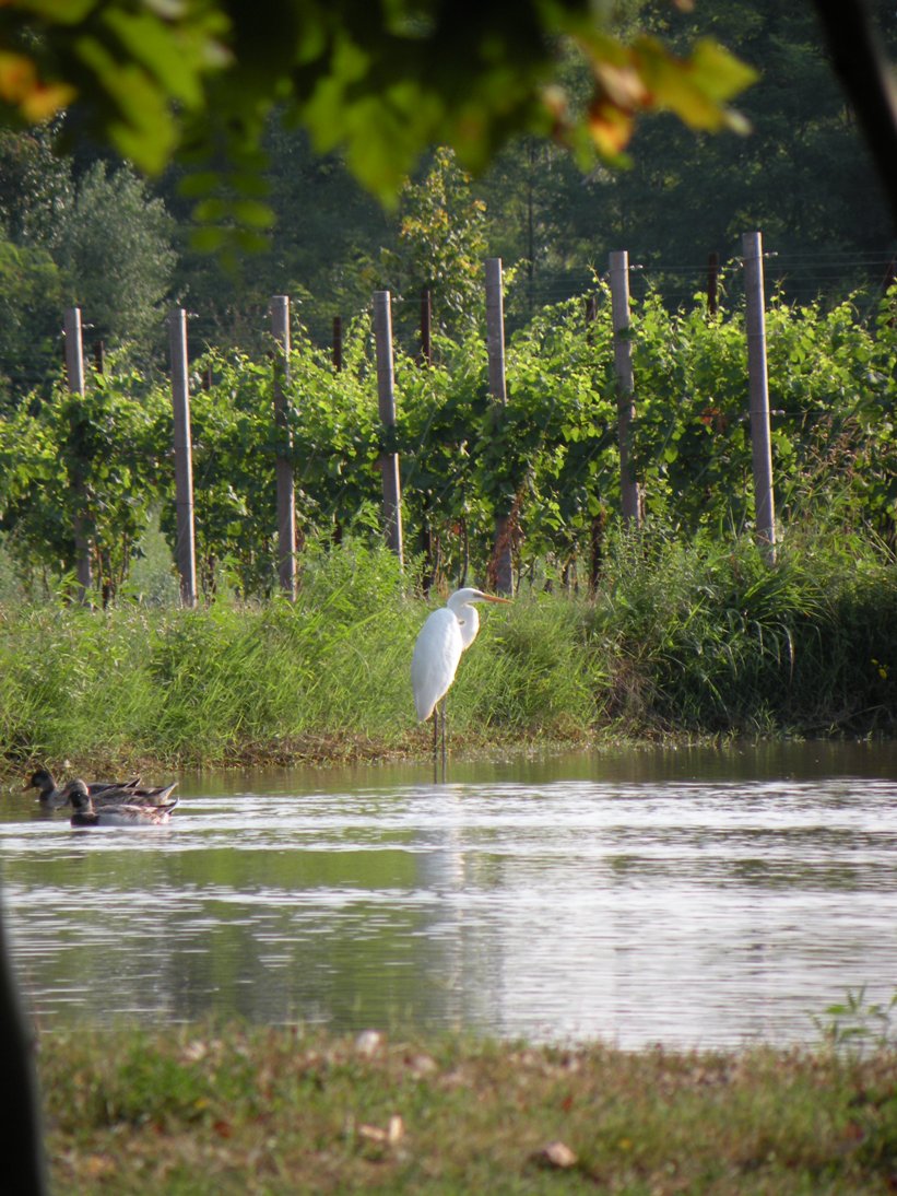 airone bianco maggiore